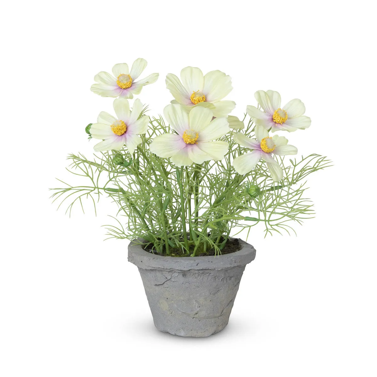 Cosmos Plant in Terra Cotta Pot