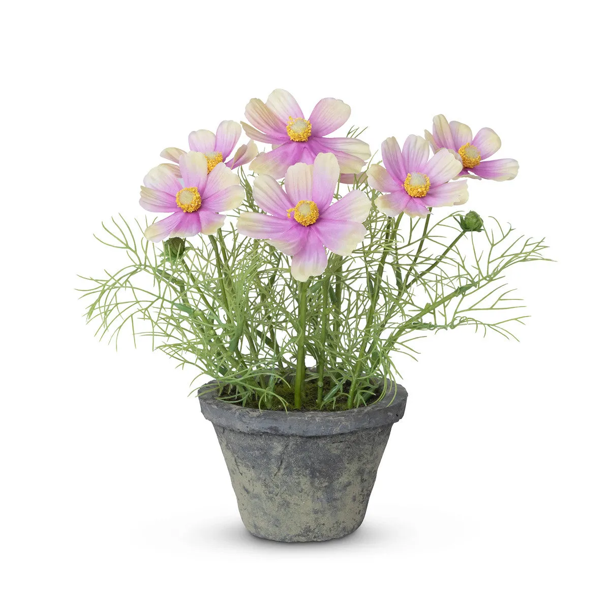 Cosmos Plant in Terra Cotta Pot